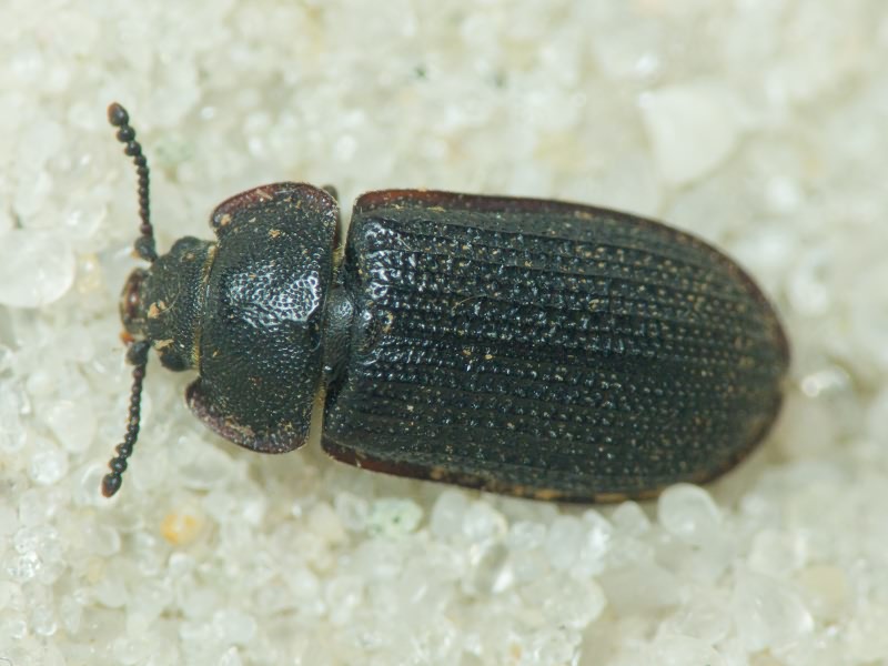 Grynocharis oblonga (Linnaeus, 1758)